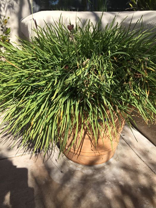 Large Potted Plant [Photo 2]