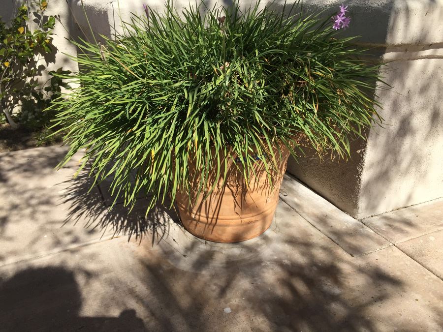 Large Potted Plant