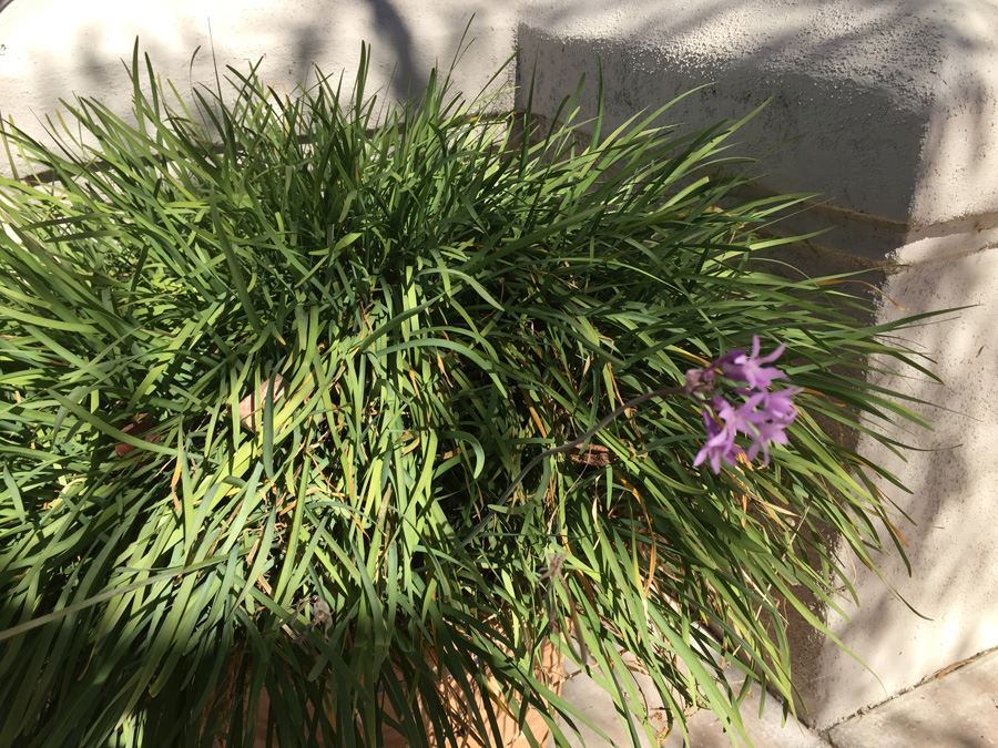 Large Potted Plant [Photo 3]