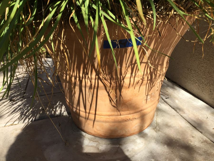 Large Potted Plant [Photo 6]