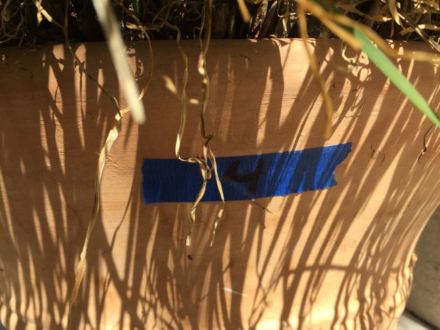 Large Potted Plant [Photo 5]