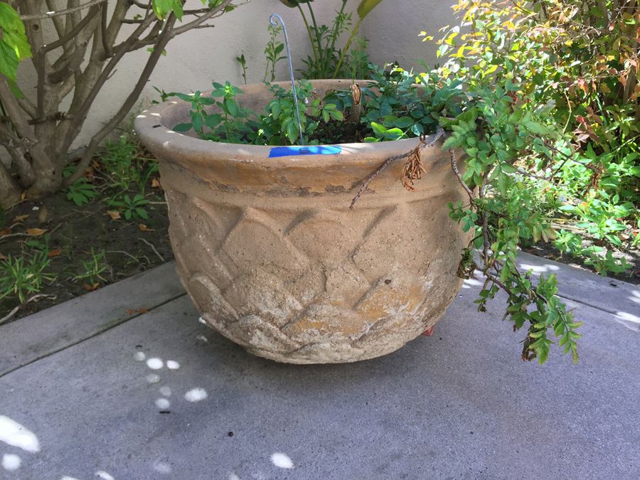 Large Potted Plant [Photo 5]