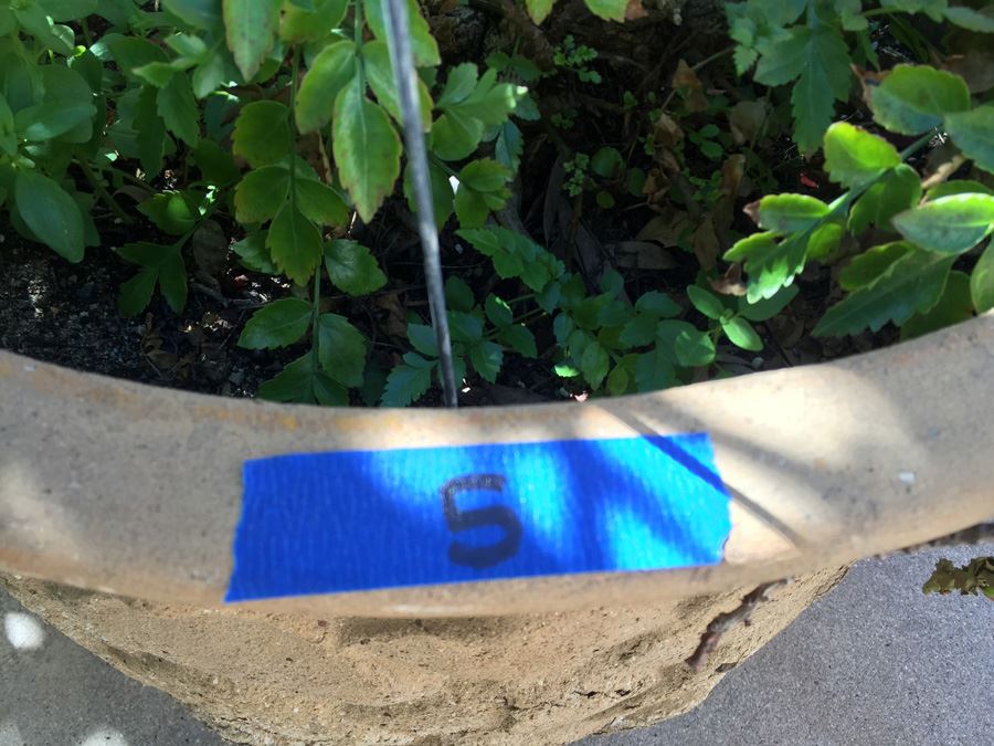 Large Potted Plant [Photo 3]