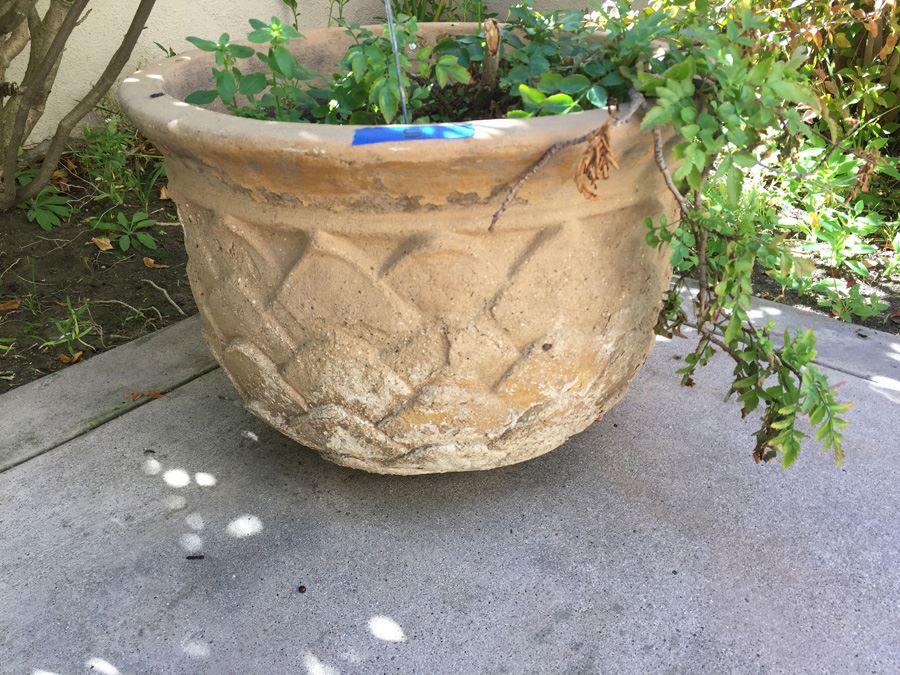 Large Potted Plant [Photo 2]