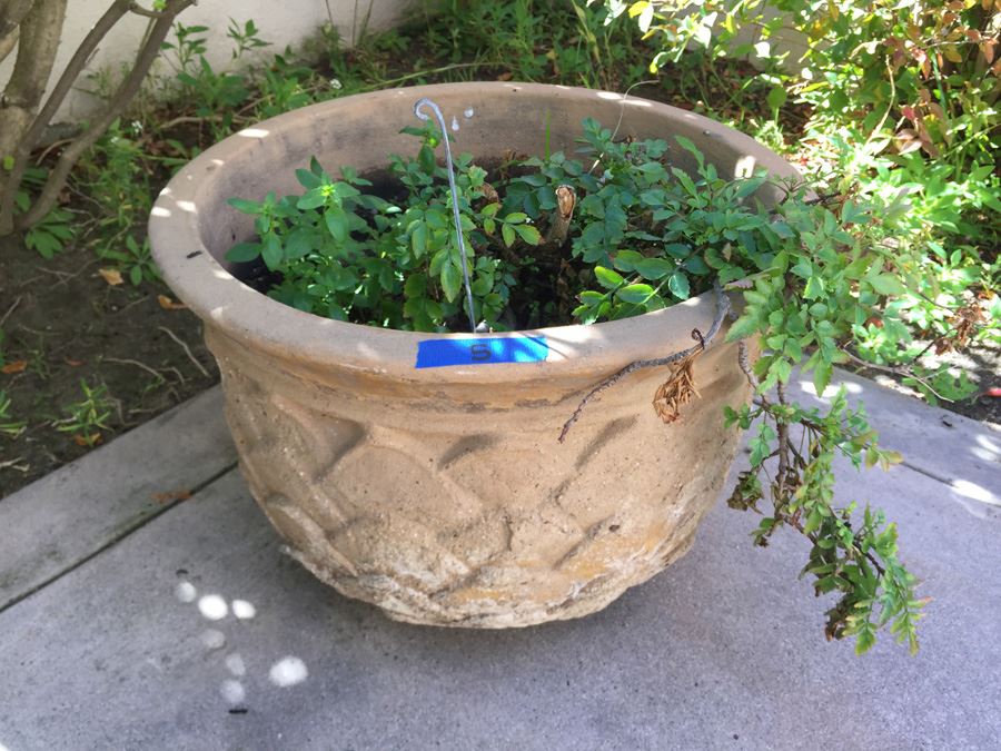 Large Potted Plant
