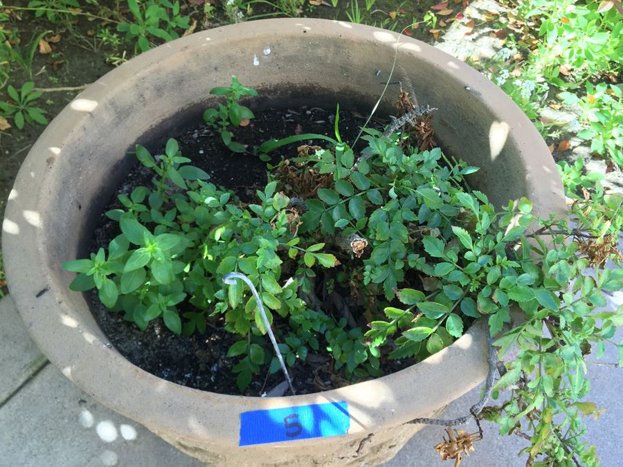 Large Potted Plant [Photo 4]