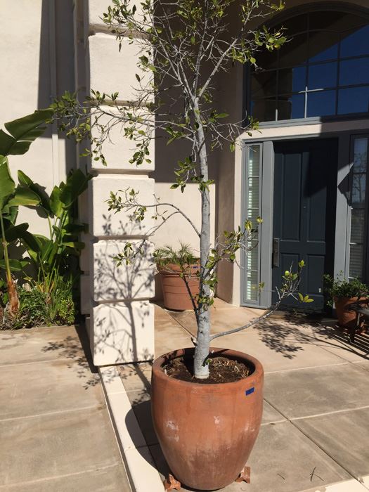 Very Large Potted Ficus Tree [Photo 2]