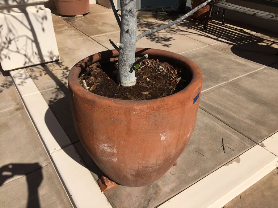 Very Large Potted Ficus Tree [Photo 3]