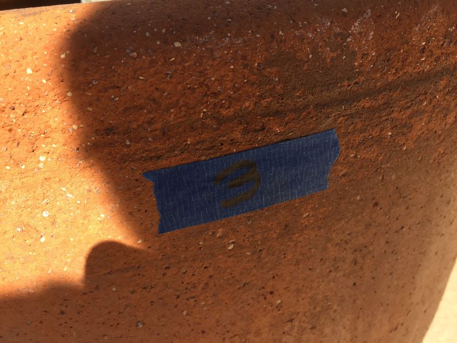 Very Large Potted Ficus Tree [Photo 4]