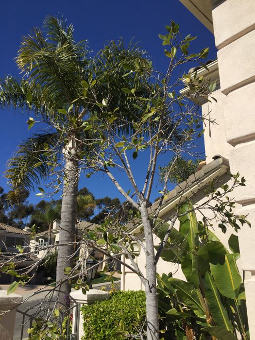 Very Large Potted Ficus Tree [Photo 6]