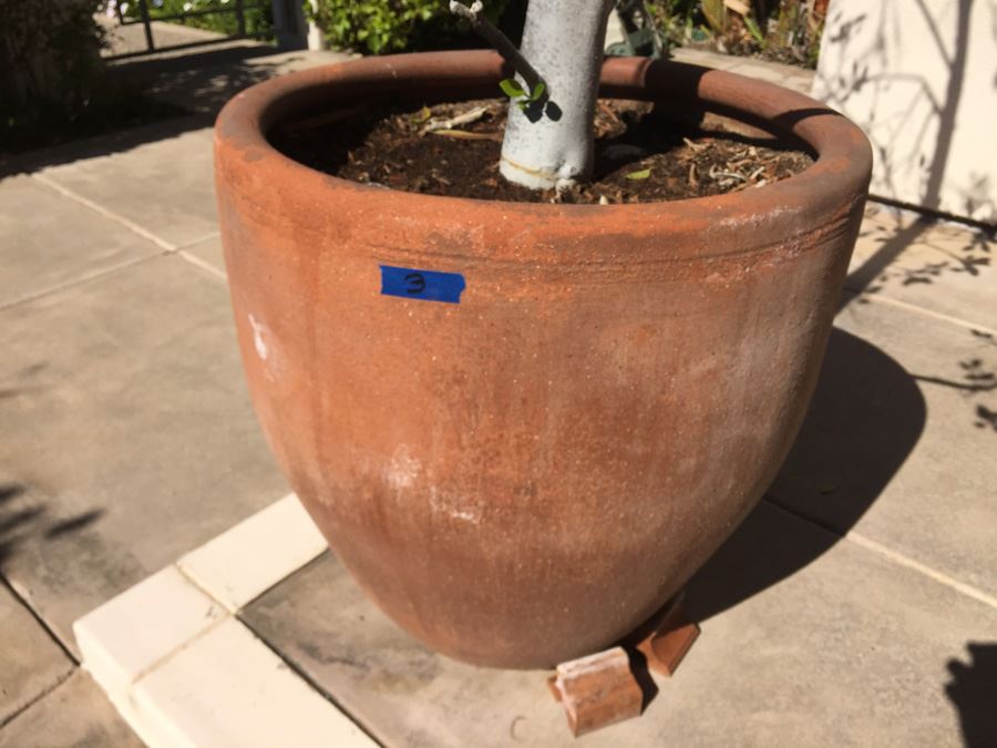 Very Large Potted Ficus Tree [Photo 5]