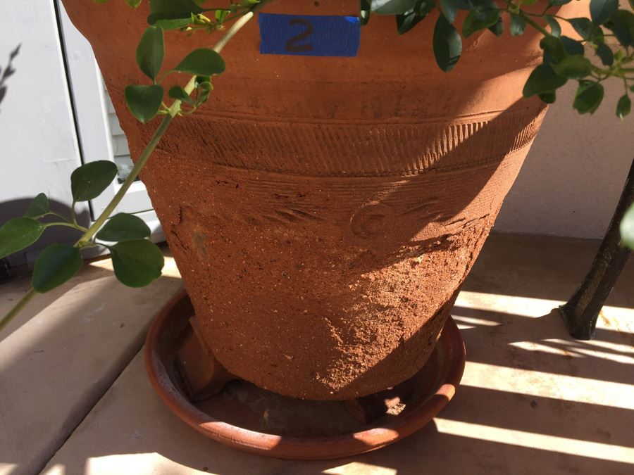 Large Potted Plant [Photo 6]