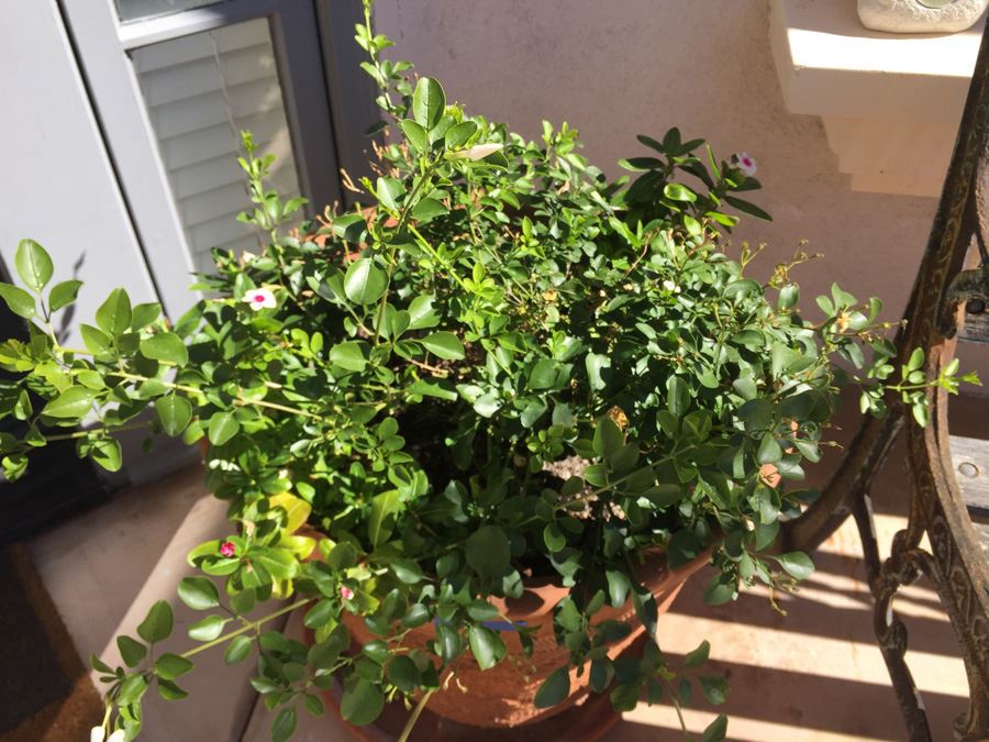 Large Potted Plant [Photo 3]