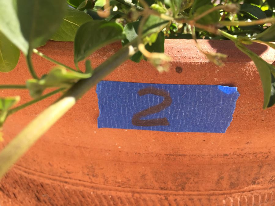 Large Potted Plant [Photo 5]