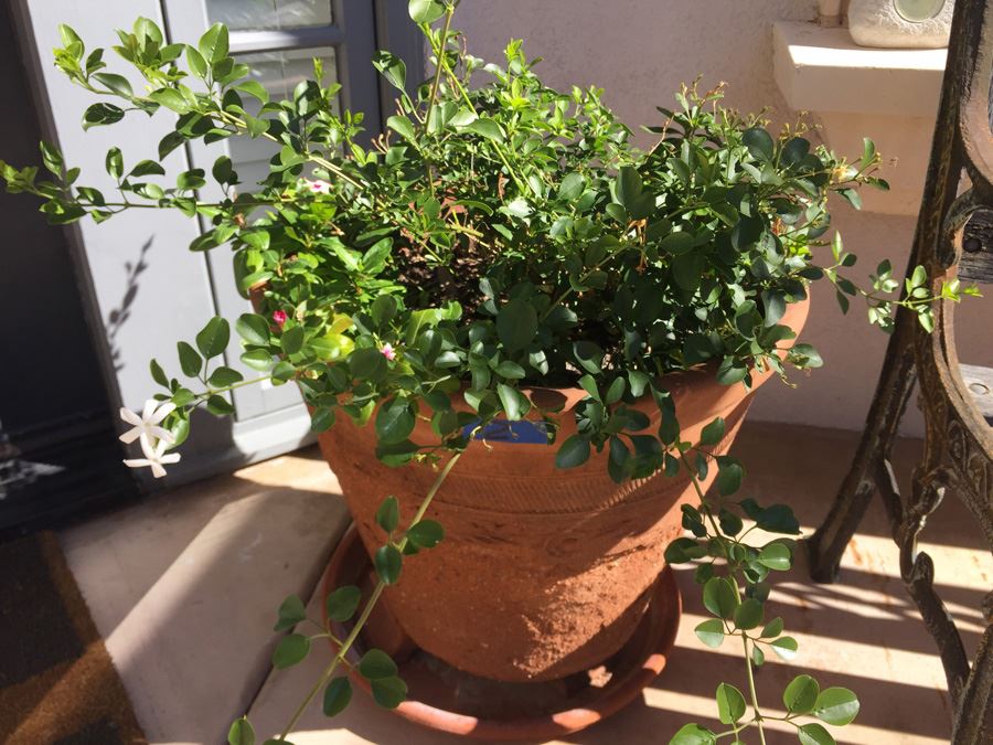 Large Potted Plant [Photo 2]