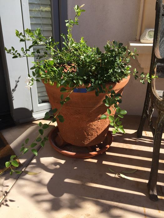 Large Potted Plant [Photo 1]