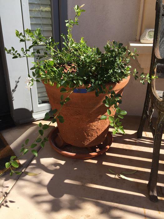 Large Potted Plant