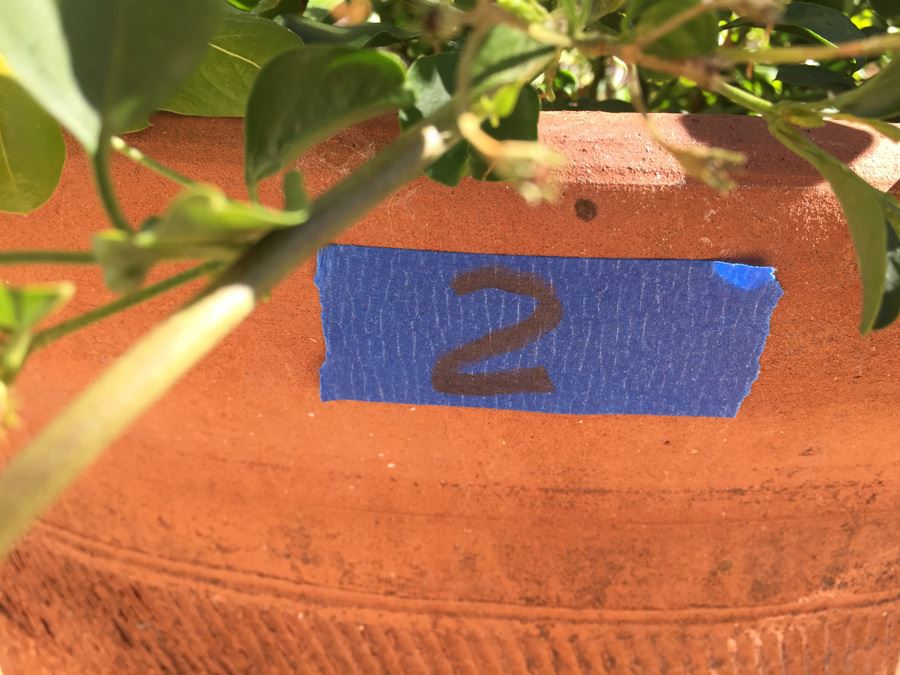 Large Potted Plant [Photo 4]