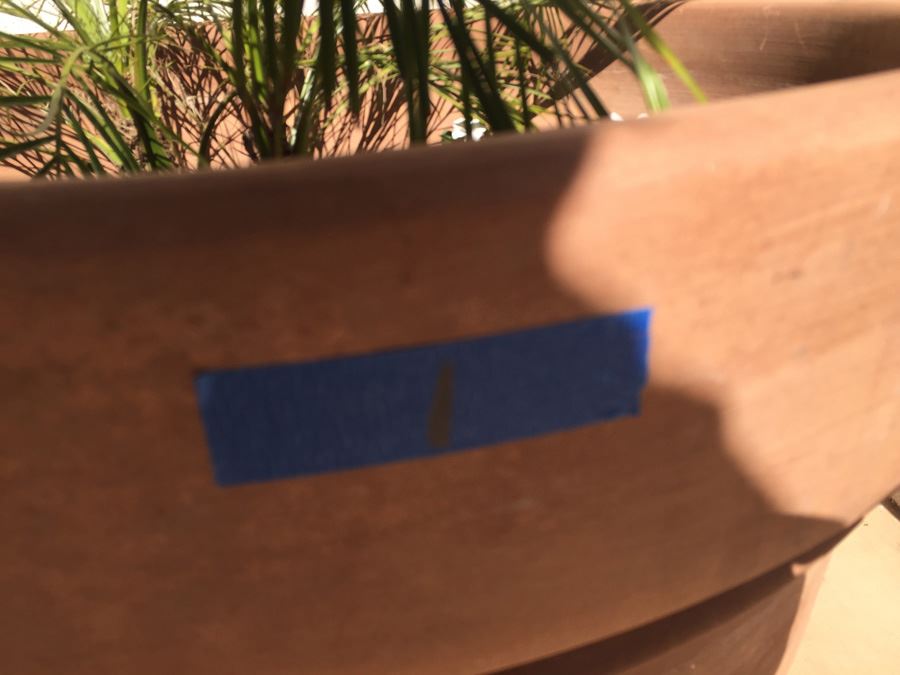 Large Potted Palm [Photo 3]