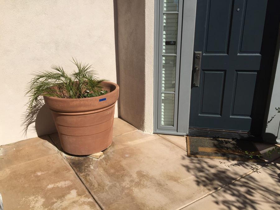 Large Potted Palm [Photo 4]