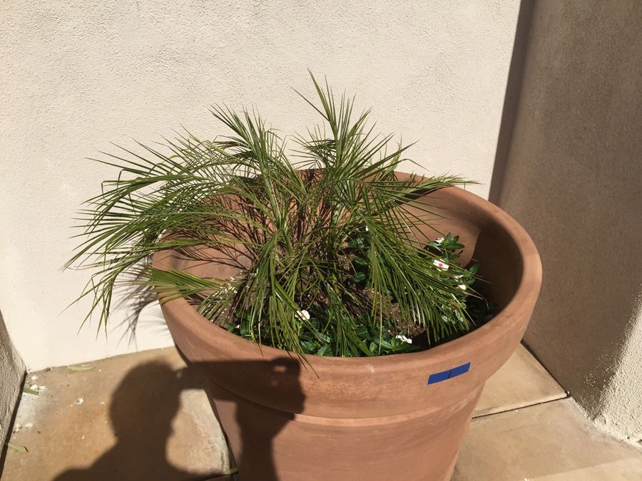 Large Potted Palm [Photo 2]