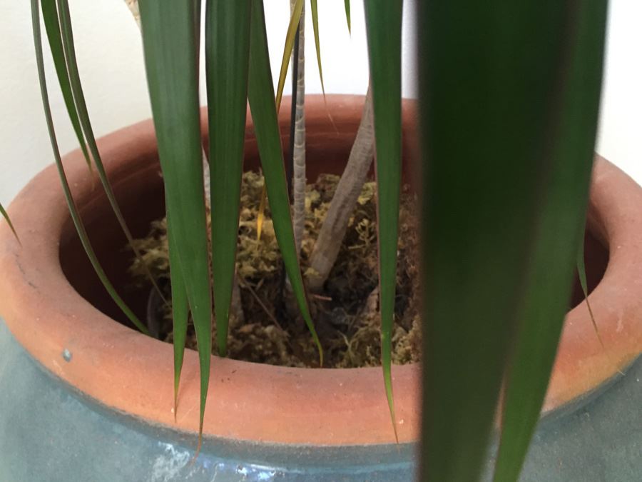 Large Potted Indoor Plant [Photo 4]