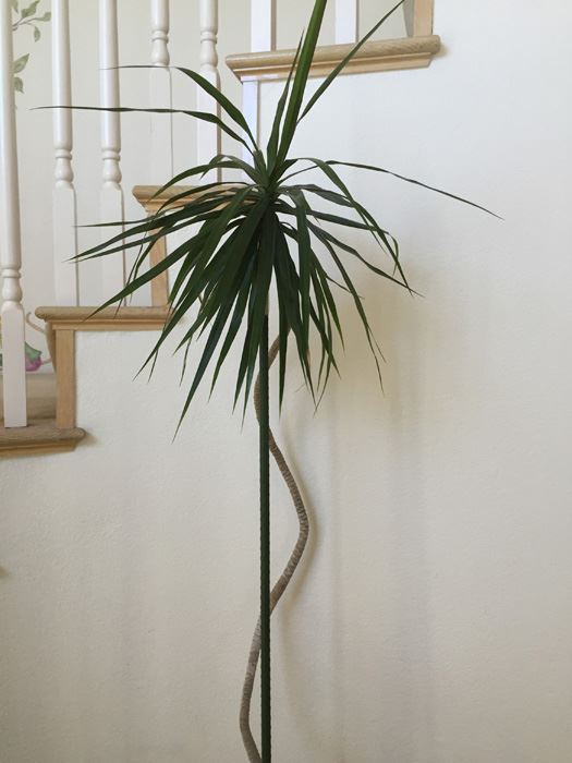 Large Potted Indoor Plant [Photo 5]