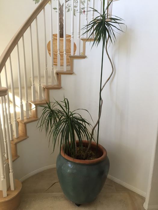 Large Potted Indoor Plant [Photo 6]