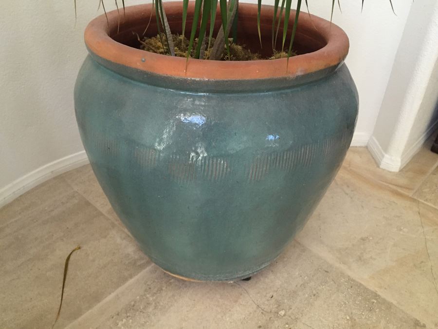Large Potted Indoor Plant [Photo 2]