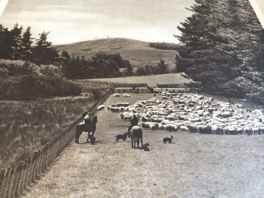 Original Vintage New Zealand Travel Poster [Photo 5]