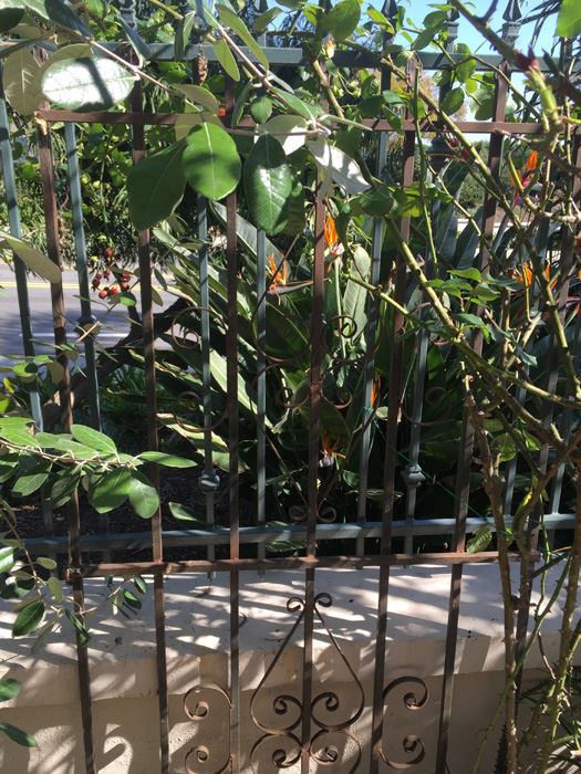 Wrought Iron Flower Trellis [Photo 6]