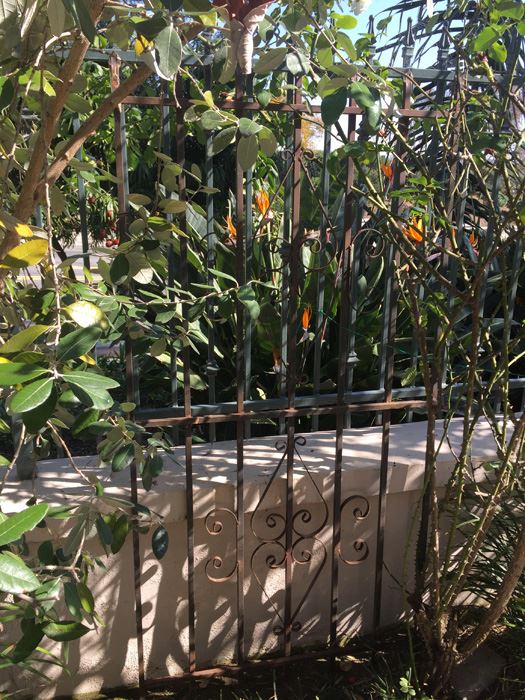 Wrought Iron Flower Trellis [Photo 4]