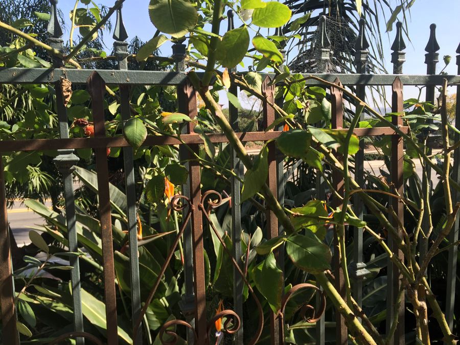 Wrought Iron Flower Trellis [Photo 5]