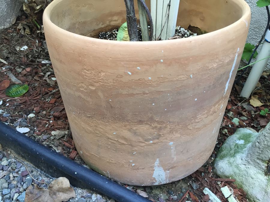 Potted Plant With Trellis [Photo 3]