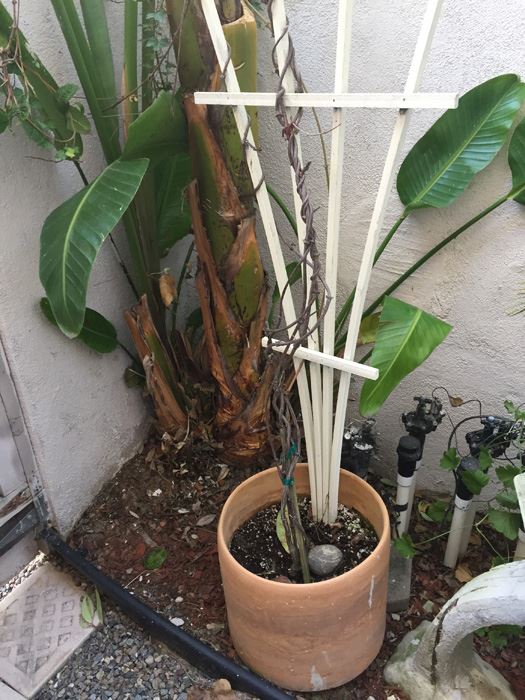 Potted Plant With Trellis