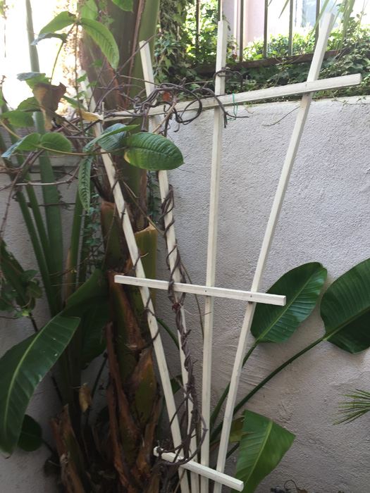 Potted Plant With Trellis [Photo 2]