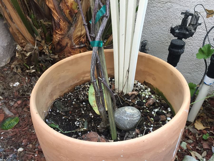 Potted Plant With Trellis [Photo 4]