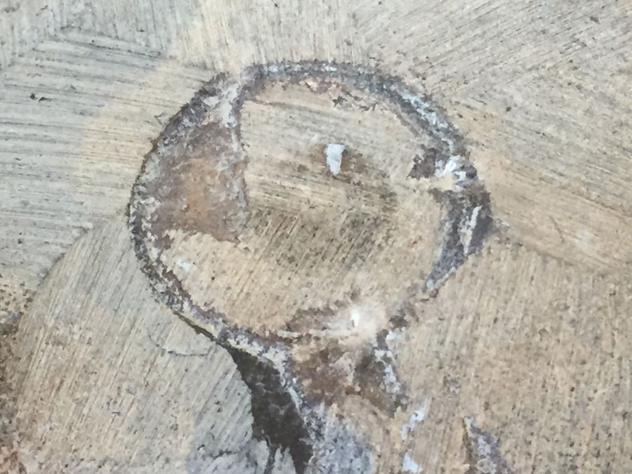 Ammonite Fossil [Photo 6]