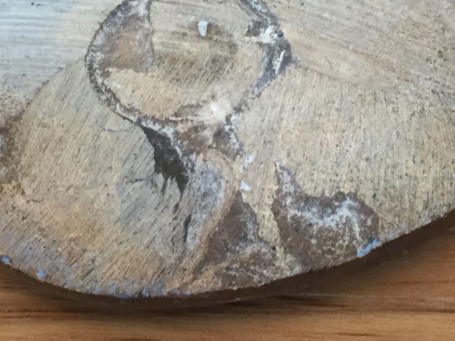 Ammonite Fossil [Photo 7]