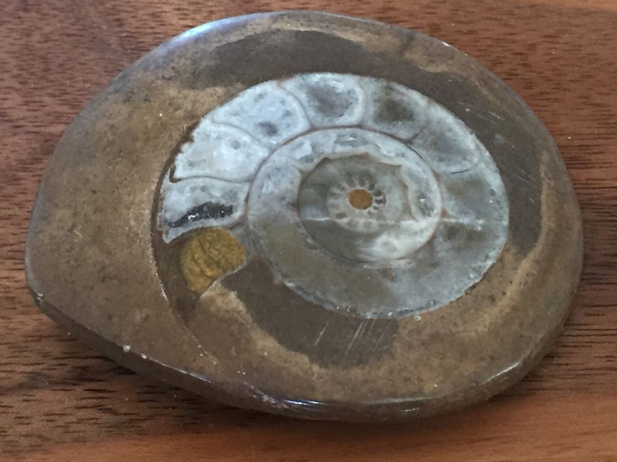 Ammonite Fossil [Photo 4]