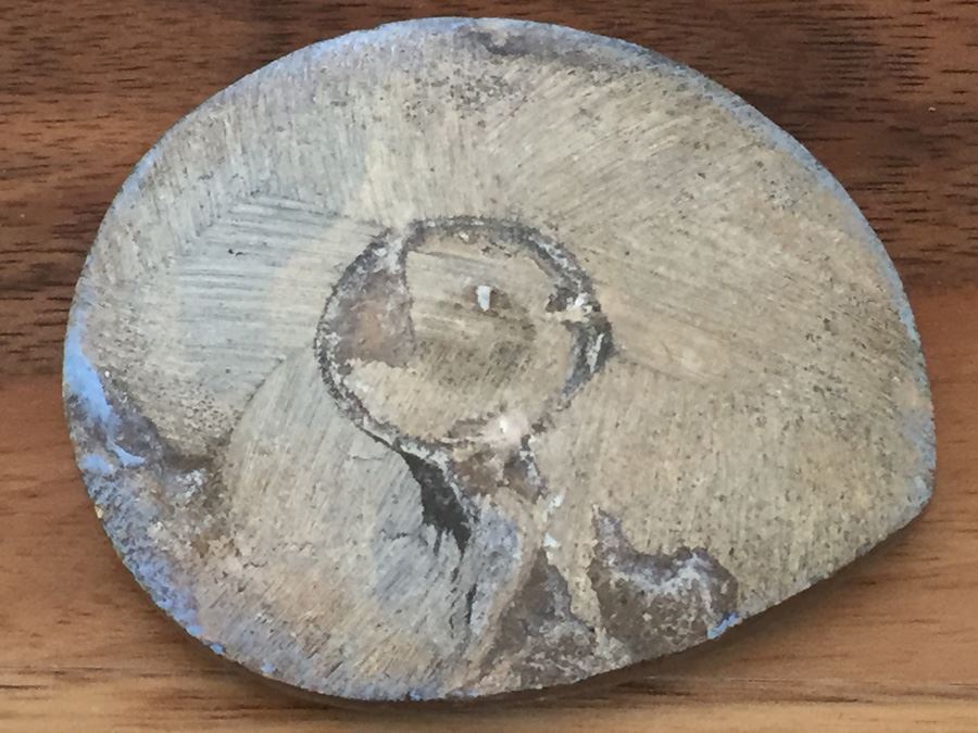Ammonite Fossil [Photo 8]