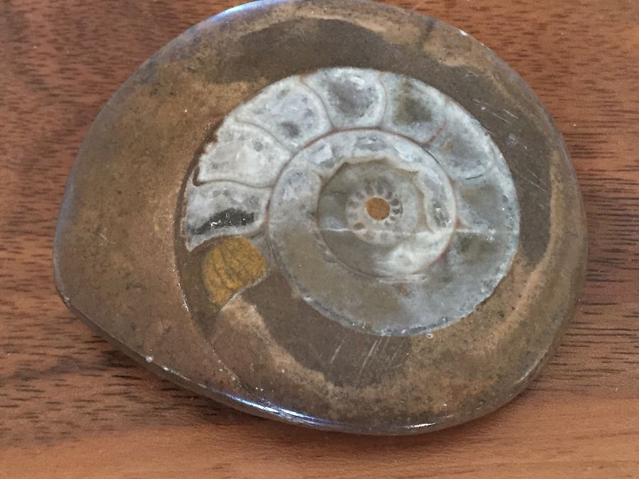 Ammonite Fossil [Photo 1]