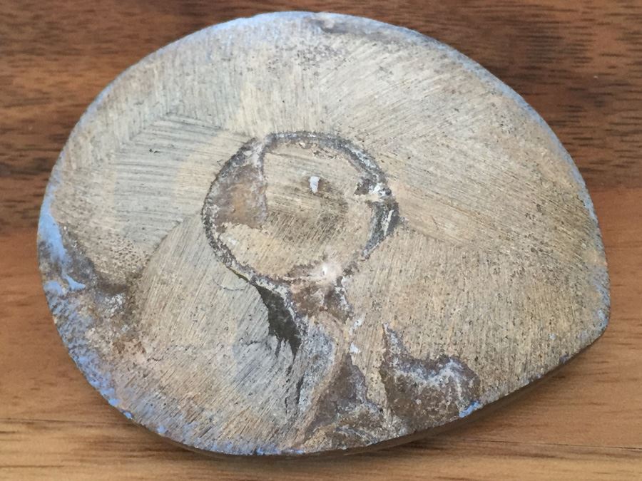 Ammonite Fossil [Photo 5]