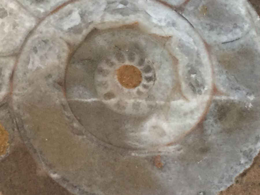 Ammonite Fossil [Photo 2]