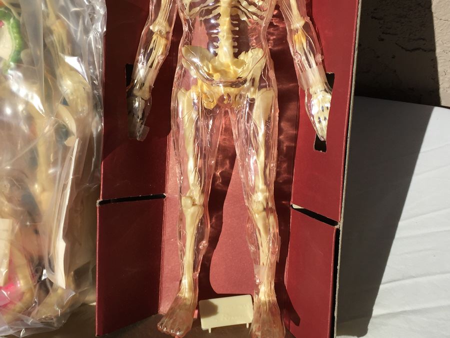 The Visible Man By Renwal In Box No. 800 :598 [Photo 9]