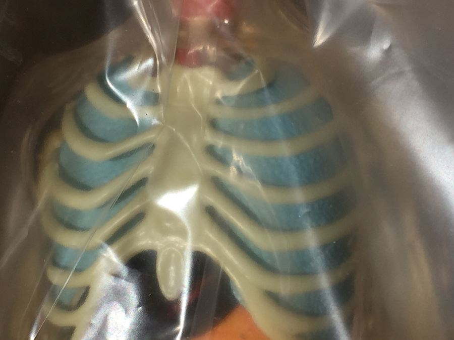 The Visible Man By Renwal In Box No. 800 :598 [Photo 14]