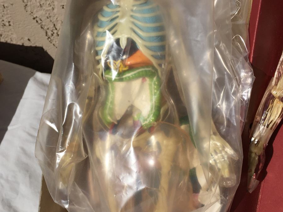 The Visible Man By Renwal In Box No. 800 :598 [Photo 11]