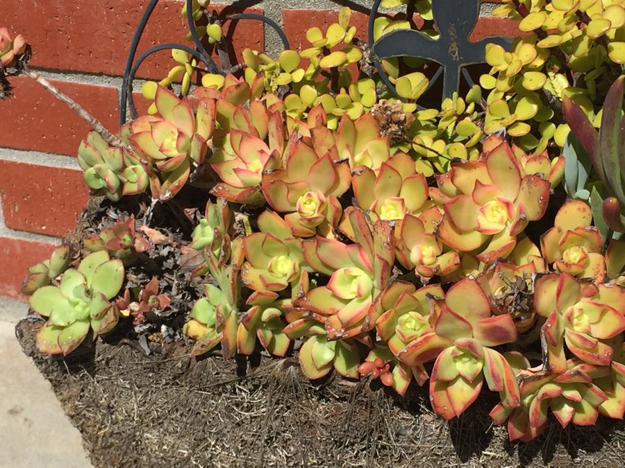 Planter With Succulents For Garden [Photo 2]
