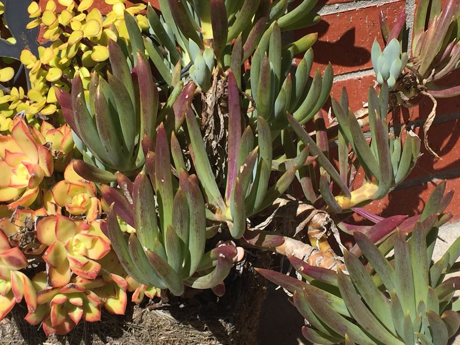 Planter With Succulents For Garden [Photo 4]