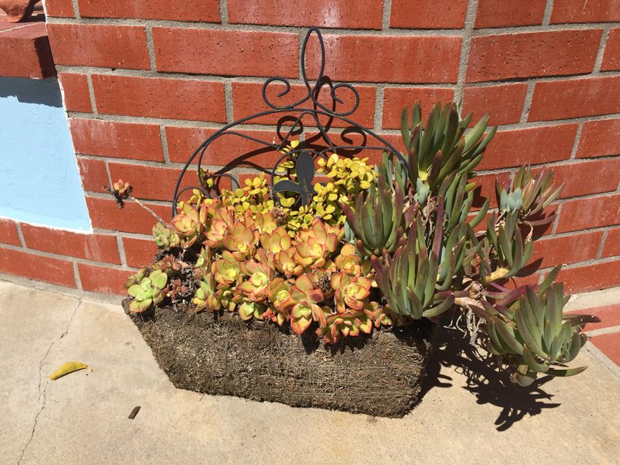 Planter With Succulents For Garden